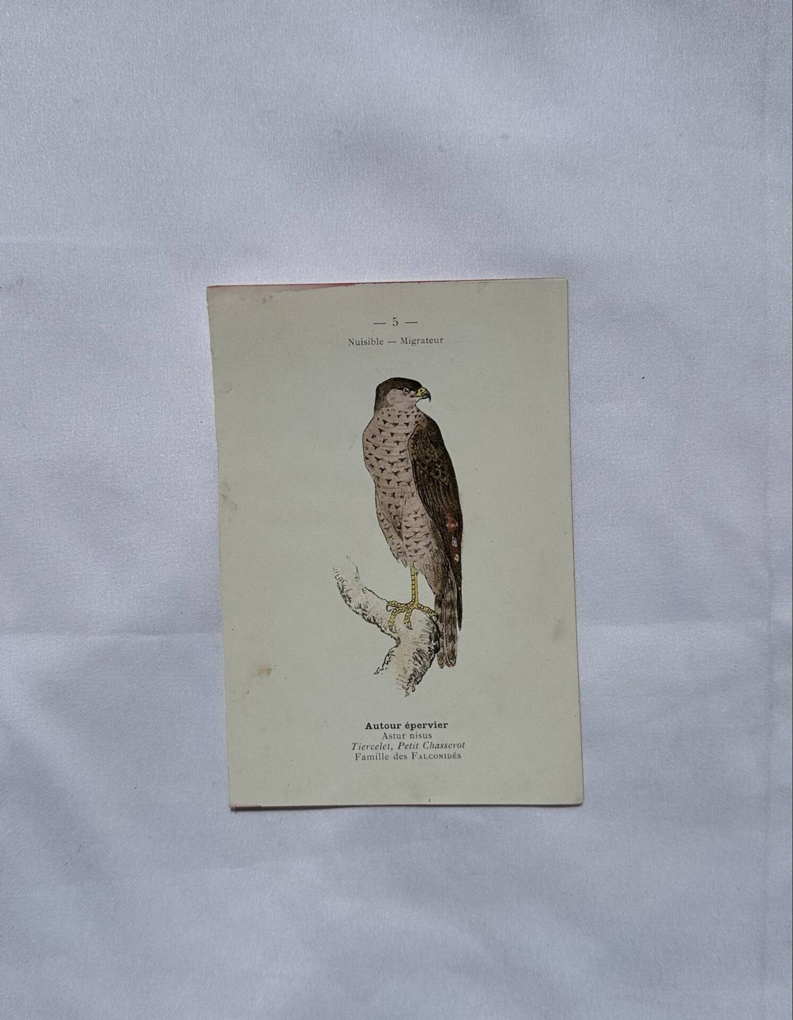 Planche Botanique Gravure oiseaux naturaliste  19eme recto verso  A