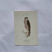 Planche Botanique Gravure oiseaux naturaliste  19eme recto verso  A
