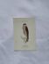 Botanical Plate Engraving of Birds Naturalist 19th Century Double-Sided A