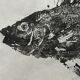 Original Gyotaku depicting a rock fish