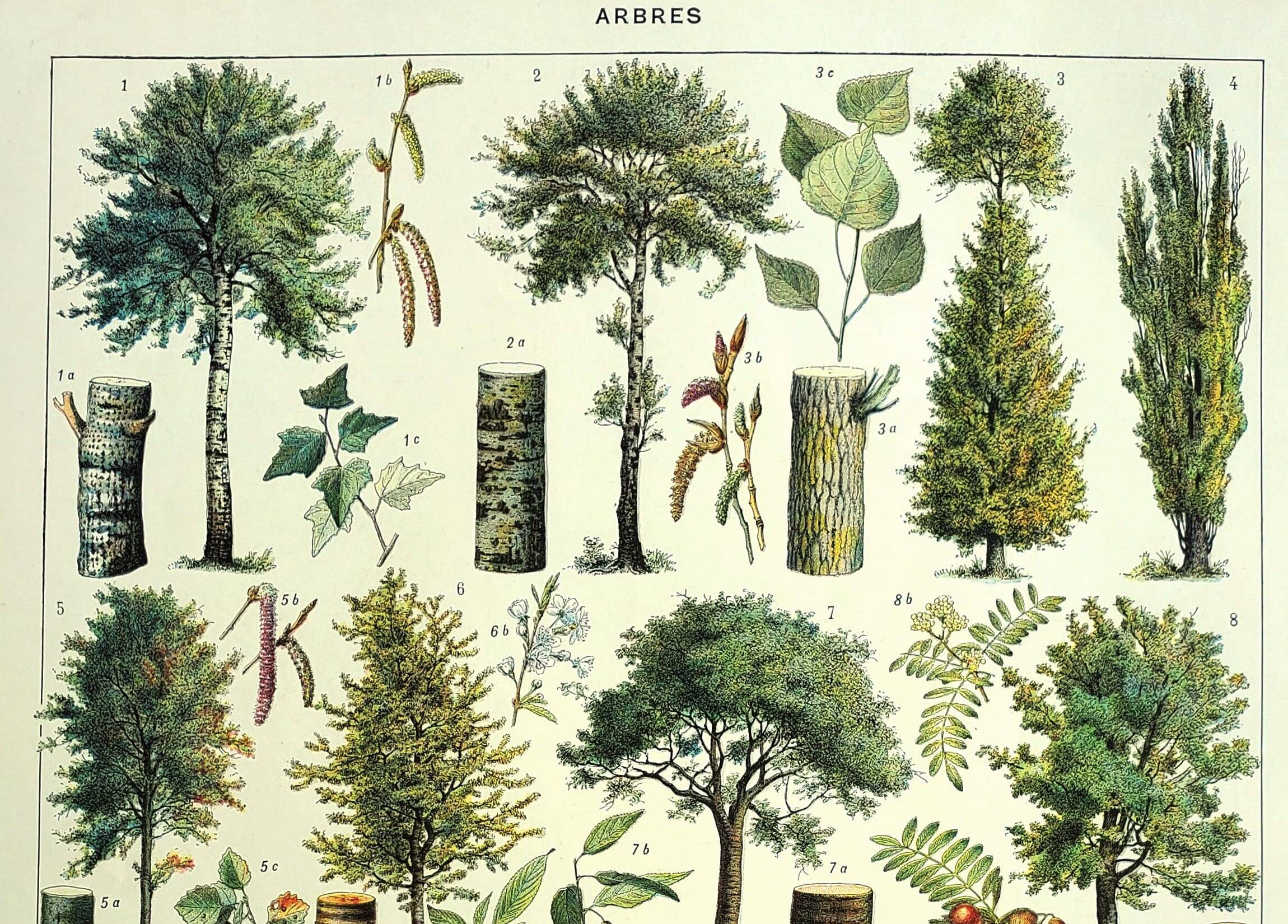 Botanical engraving 1928 A. Millot - Trees 1, bark, trunk, leaves