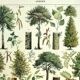Botanical engraving 1928 A. Millot - Trees 1, bark, trunk, leaves