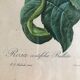 Engraving under glass botanical plank Rose with lettuce leaves