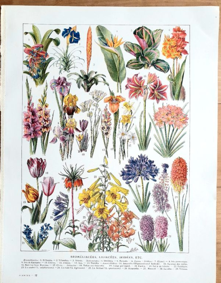 Ancient botanical plate 20s Bromeliads