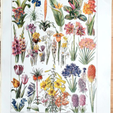 Ancienne planche botanique années 20 Broméliacées