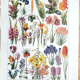 Ancient botanical plate 20s Bromeliads