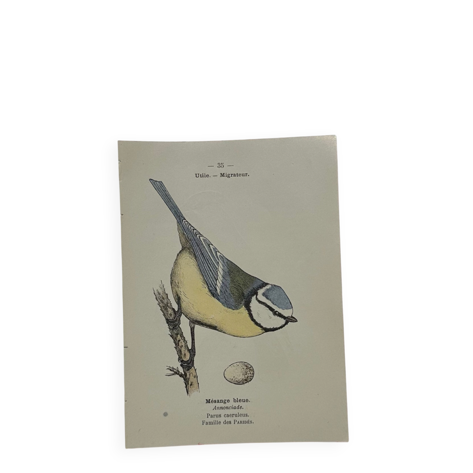 🐦 Botanical Plate Engraving of Birds Naturalist 19th Century Double-sided A
