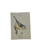 Planche Botanique Gravure oiseaux naturaliste  19eme recto verso  A
