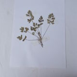 Set of 6 herbarium boards No.1
