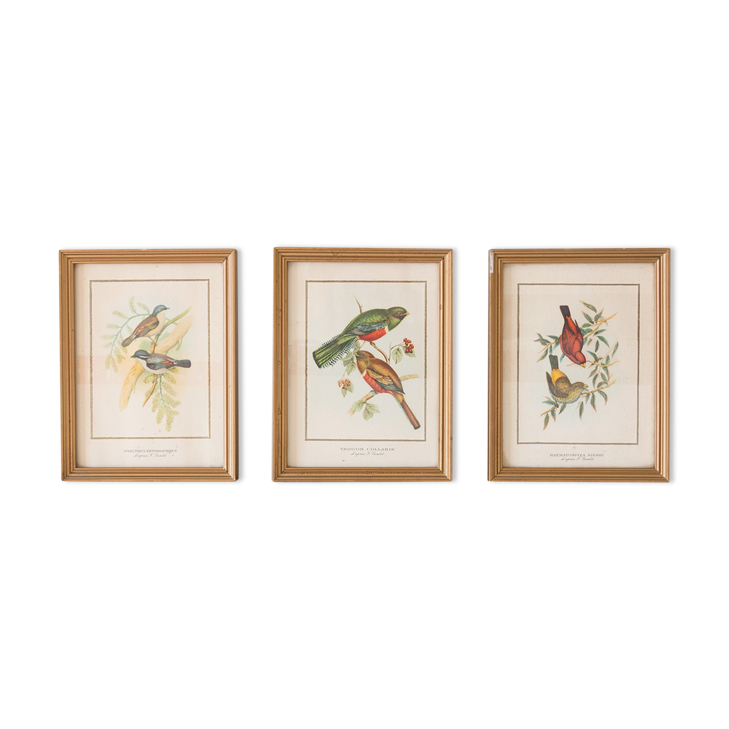 Frameworks of natural history