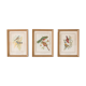Frameworks of natural history