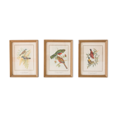 Frameworks of natural history