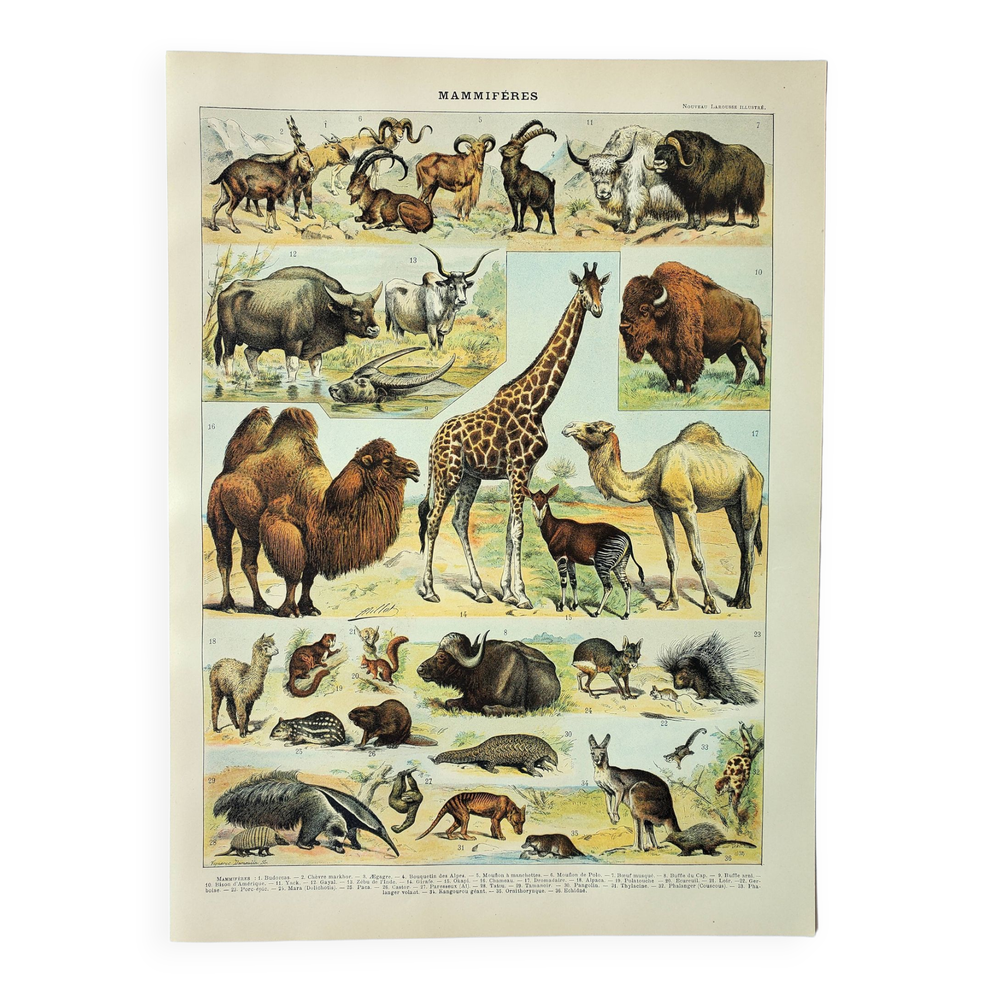 Old engraving 1898, Mammals 2, animals, zoology • Original and vintage lithograph