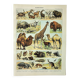 Old engraving 1898, Mammals 2, animals, zoology • Original and vintage lithograph