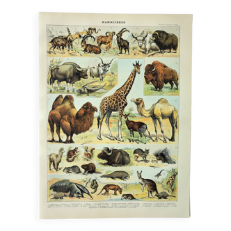 Old engraving 1898, Mammals 2, animals, zoology • Original and vintage lithograph
