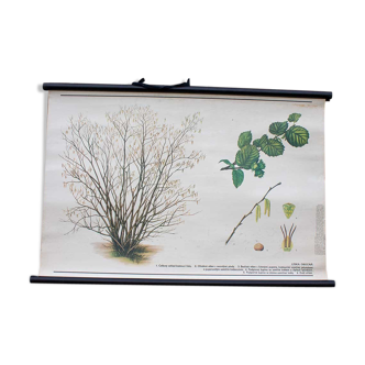 Old school map hazelnut botanical tree