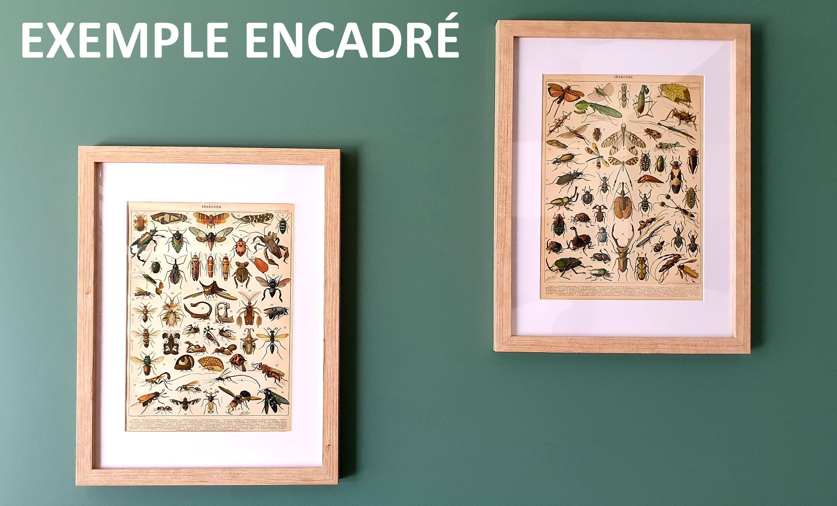 Original engraving from 1922 - Pear - Old orchard board, pear fruit