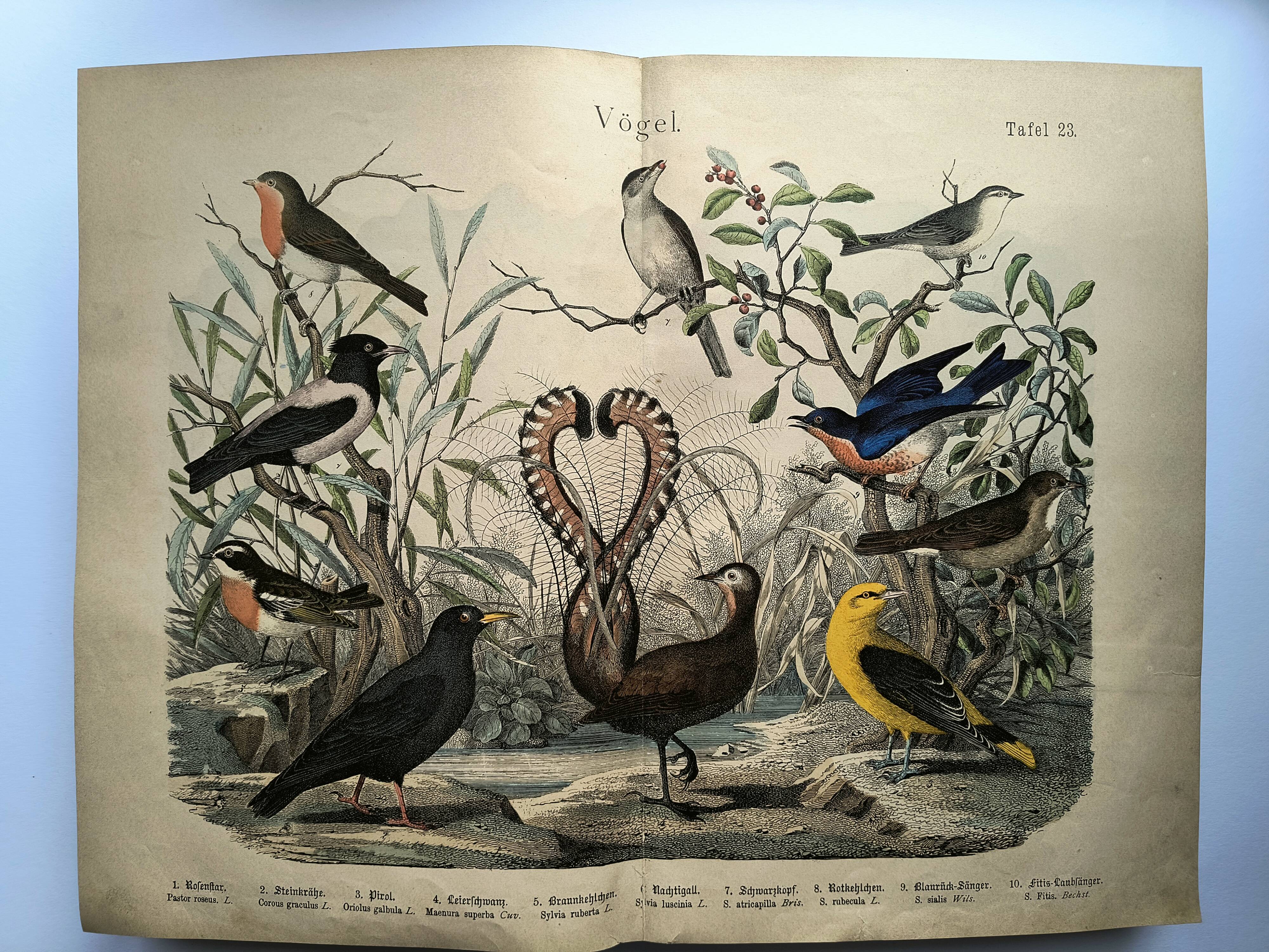 Old engraving from 1886 - Nightingale and birds - Vintage nature lithograph