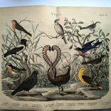 Old engraving from 1886 - Nightingale and birds - Vintage nature lithograph