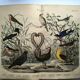 Old engraving from 1886 - Nightingale and birds - Vintage nature lithograph