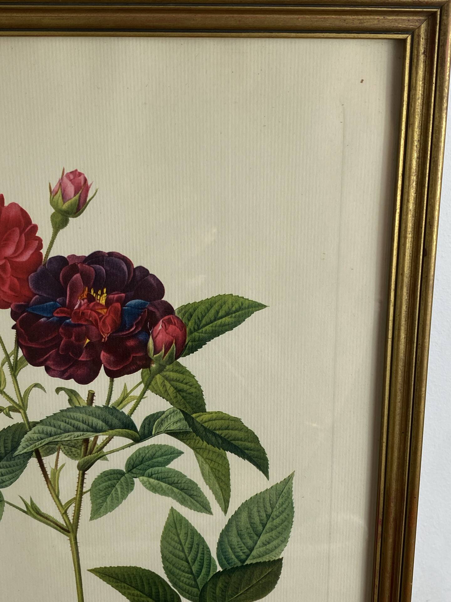 Botanical poster, Rose of Van Eden, P-J Redouté