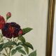 Botanical poster, Rose of Van Eden, P-J Redouté