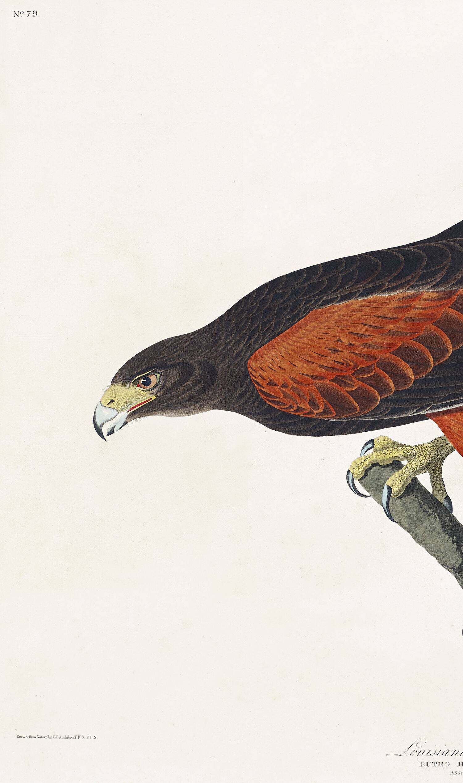 Poster about Harris's Hawk, based on an old engraving from 1827.