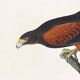 Poster about Harris's Hawk, based on an old engraving from 1827.