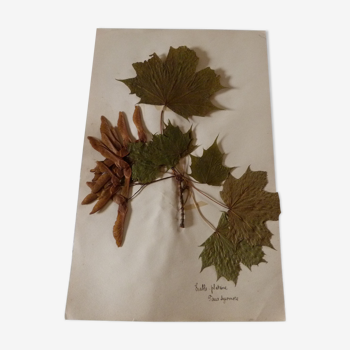 Herbier ancien erable, platane faux sycomore