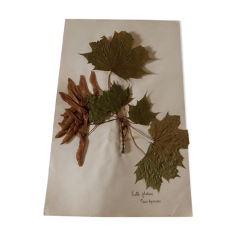 Ancient herbarium erable, plane tree faux sycamore