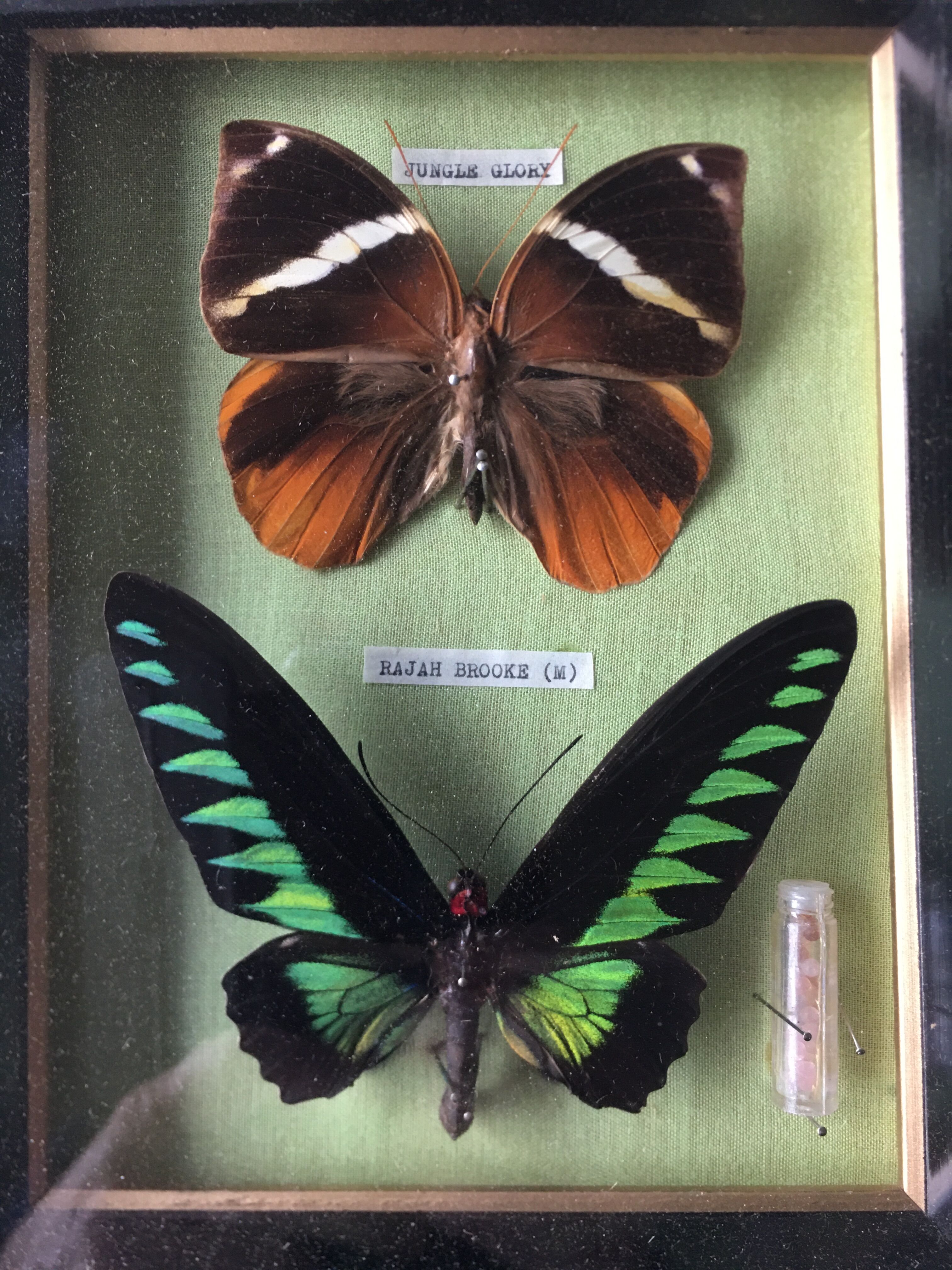 Vintage frame naturalized butterflies