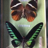 Vintage frame naturalized butterflies