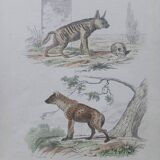 Affiche - gravure zoologique ancienne - hyène rayée et tachetée (mi 19ème)