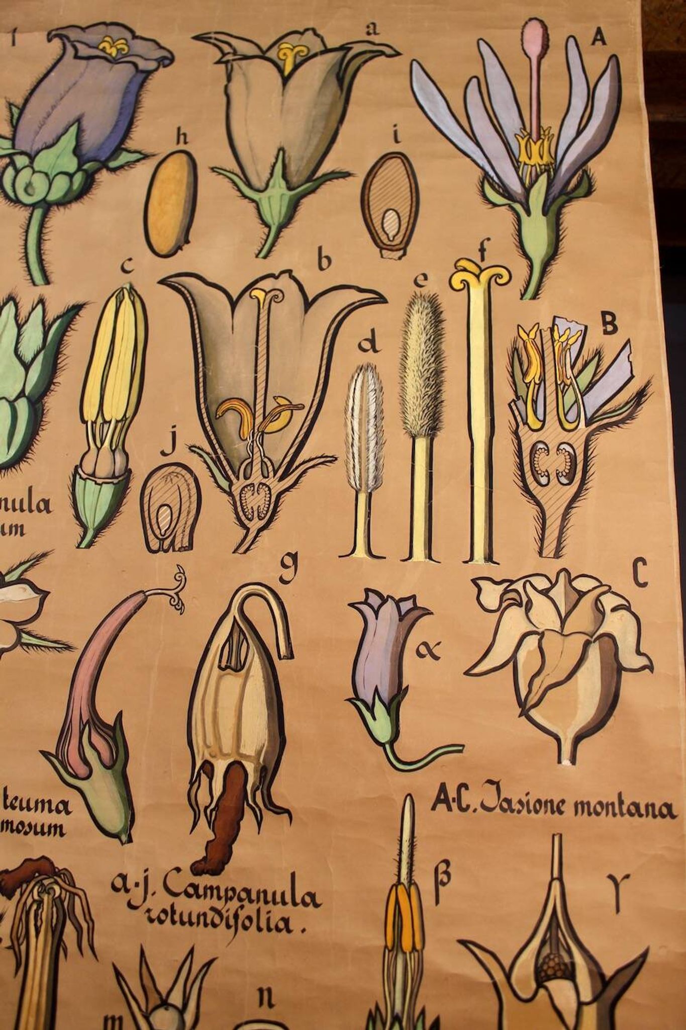 Educational poster, botanical chart of CAMPANULACEAE