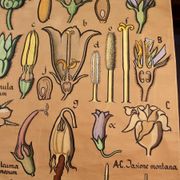 Educational poster, botanical chart of CAMPANULACEAE