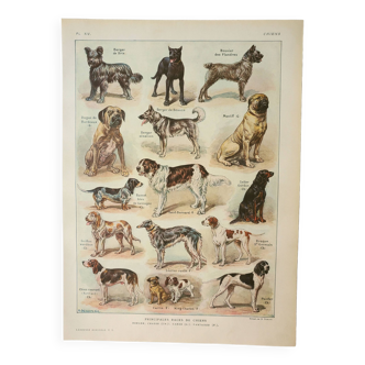 Gravure ancienne 1922, Chiens, principales races, berger, chasse • Lithographie, Planche originale