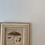 Two botanical paintings, lavender and Mediterranean pines