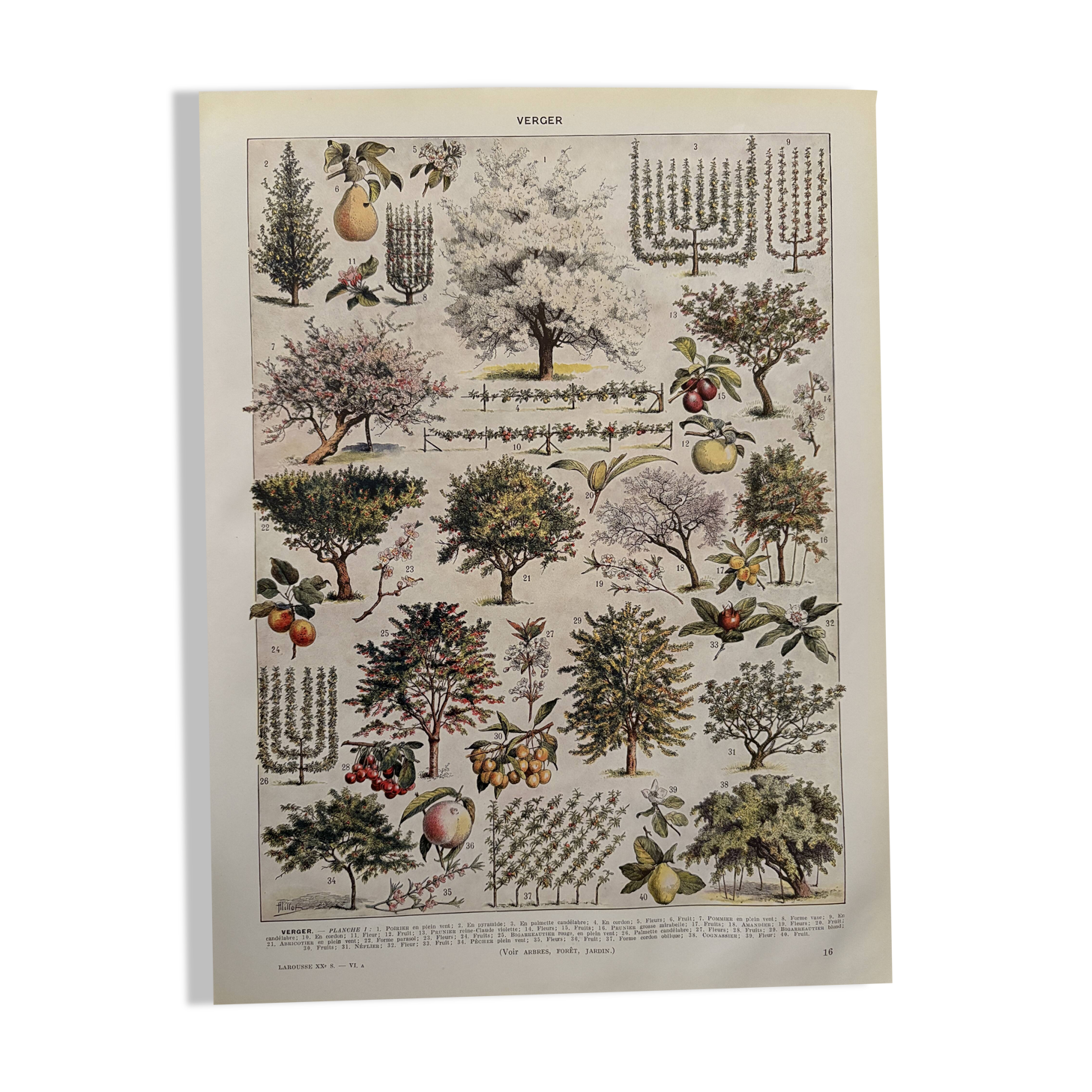 Vintage illustrated orchard print - 1930