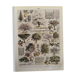 Planche illustrée vintage sur le verger - 1930