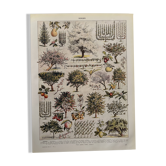 Vintage illustrated orchard print - 1930
