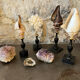 Red helmet shell conch on turned wooden base 19th century