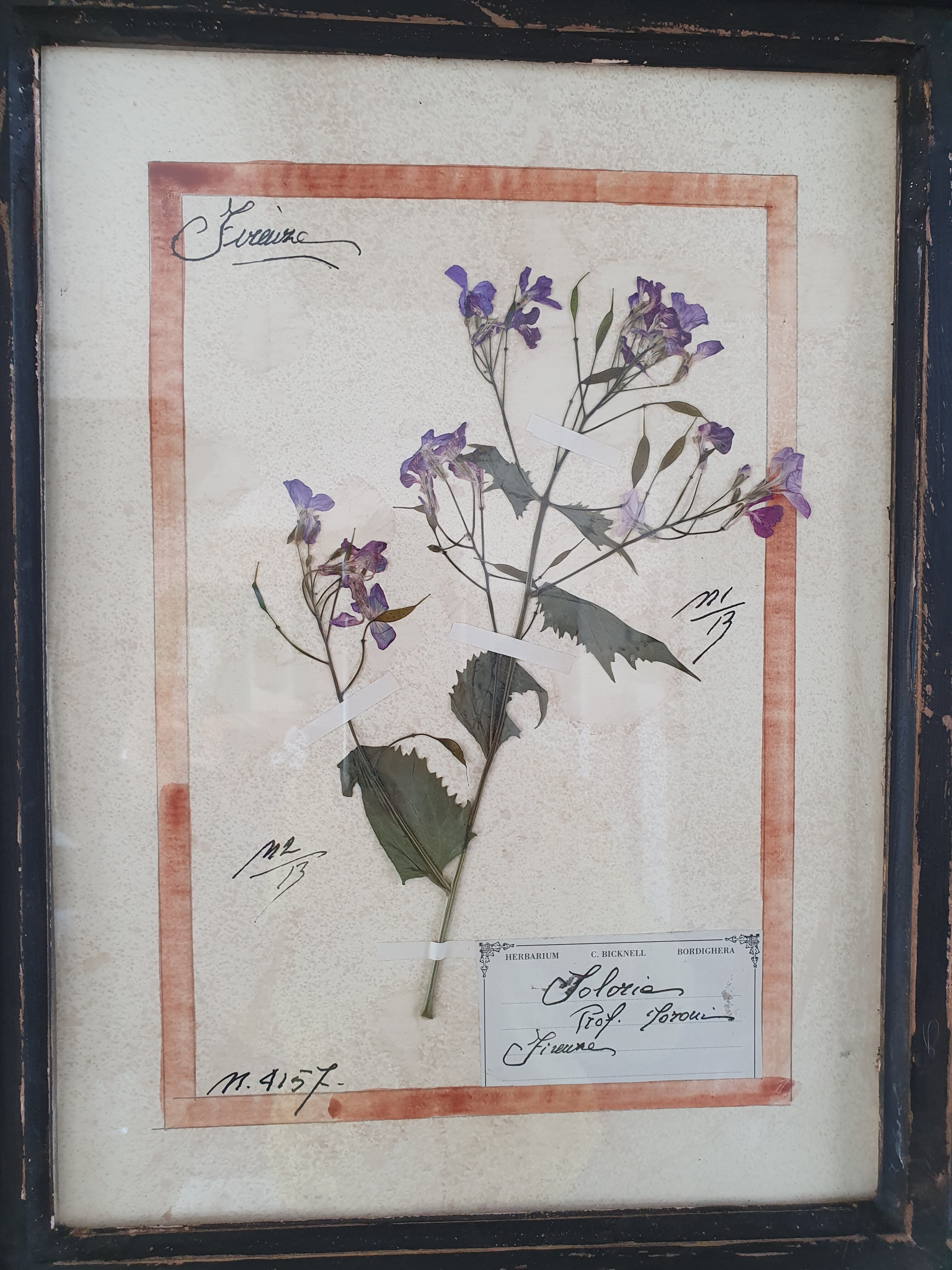 Herbarium frame