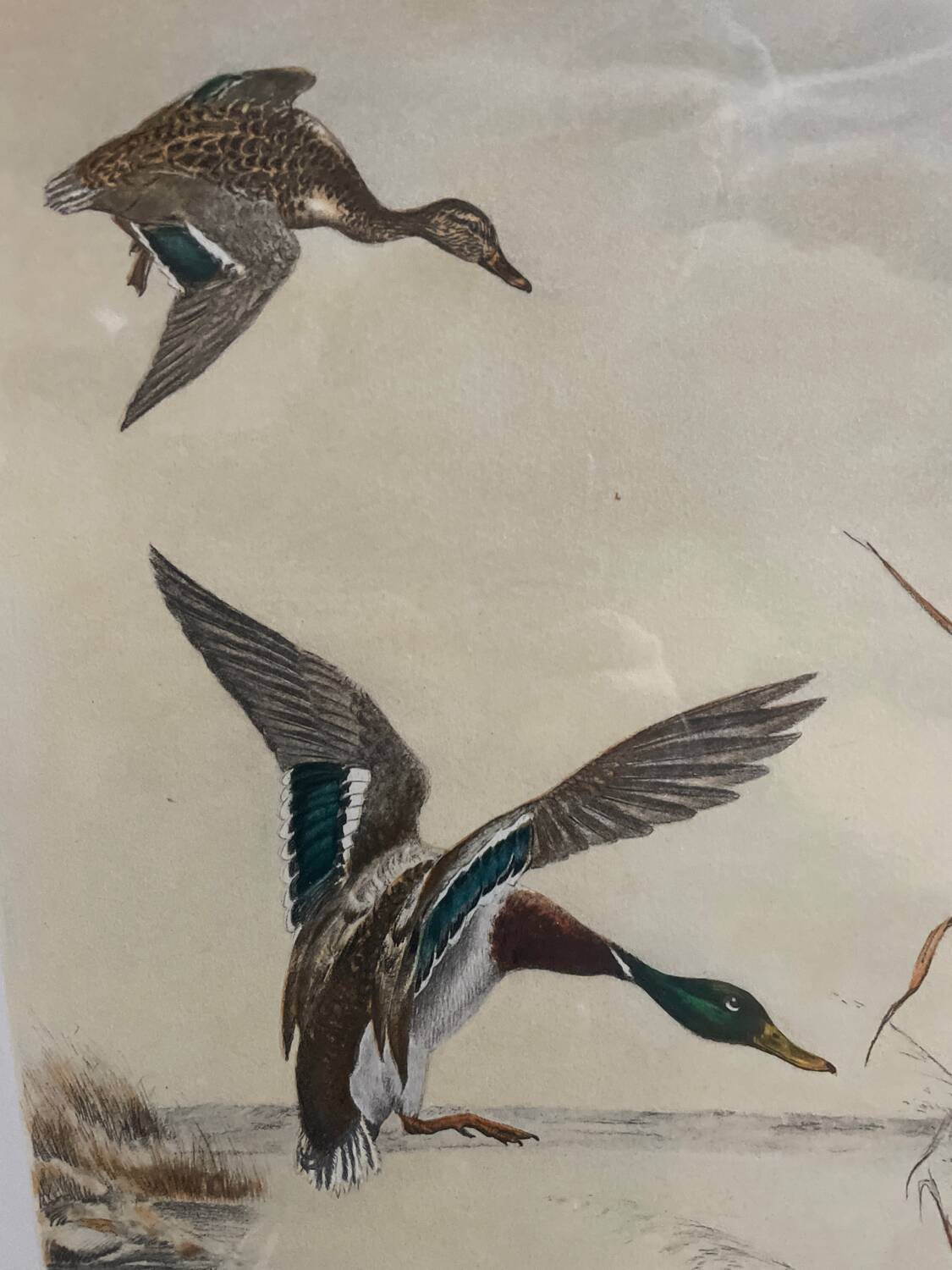 Antique print by Léon Danchin – Mallard ducks – Period framing