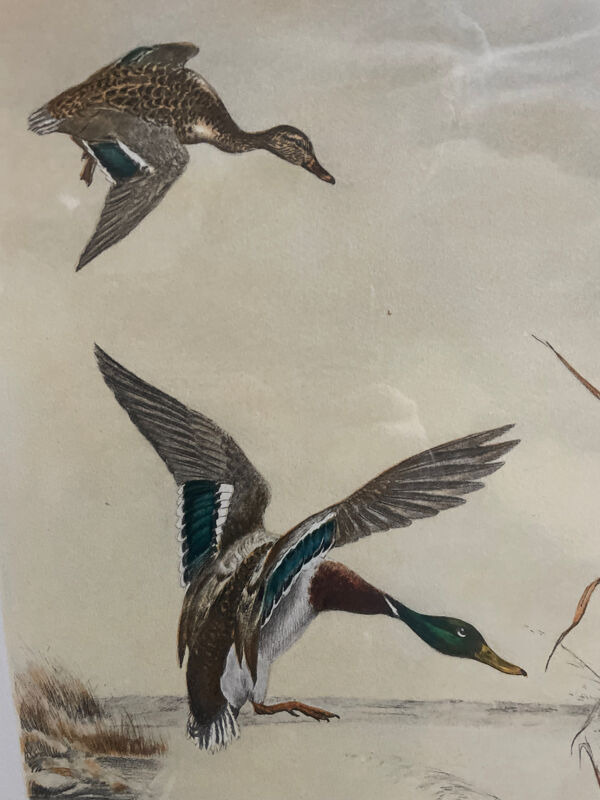 Estampe ancienne Léon Danchin – Canards colverts – Encadrement d’époque