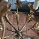 Rare suspension / antique chandelier with 5 lights - Flowers & Foliage in gilded metal