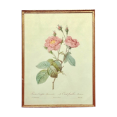 Dreaded PJ Frame - The Hundred Leaves Anemone