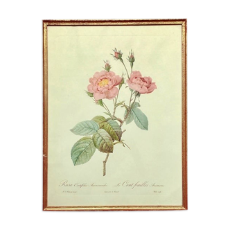 Dreaded PJ Frame - The Hundred Leaves Anemone