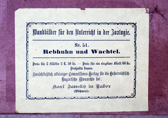 Educational poster, quale and partridge, lithograph, Karl Jansky, Böhmen, 1897