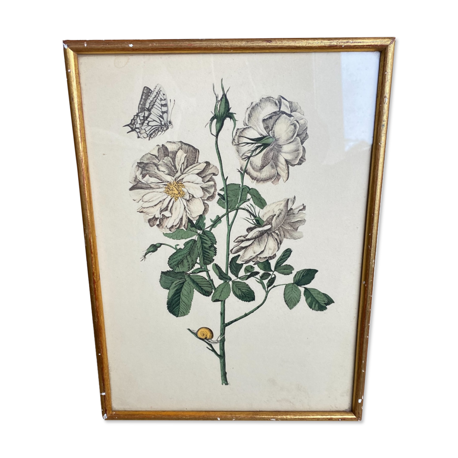 Engraving rose flower gilded frame