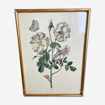 Gravure rosier fleur encadrement doré